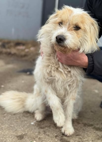 Liebe verlassene Sella sucht neues Zuhause